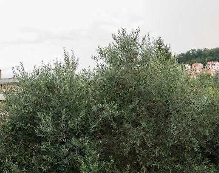 Appartamento Wild Zagara La Spezia Esterno foto